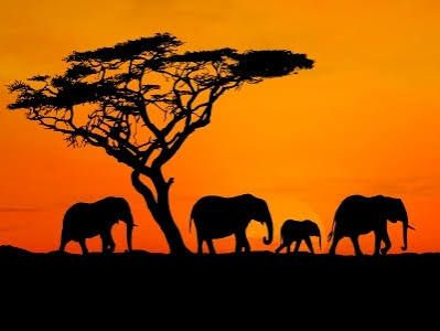 On their maiden African Safari